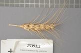 Click for 1 image(s) for this accession. Spike